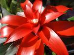 new-year-flower-2012-17-content