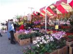 flowers-market-little-saigon-2012-63-large